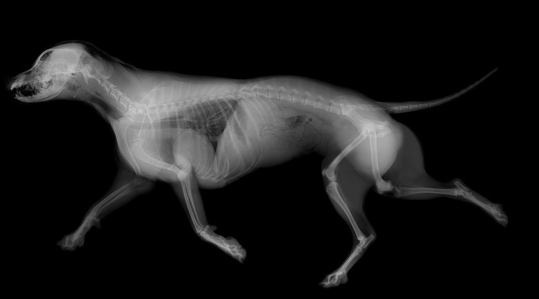 dog x-ray