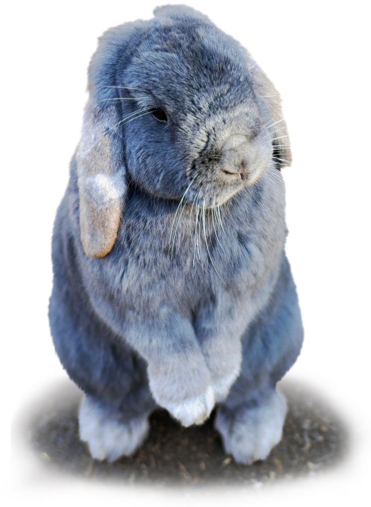 grey rabbit