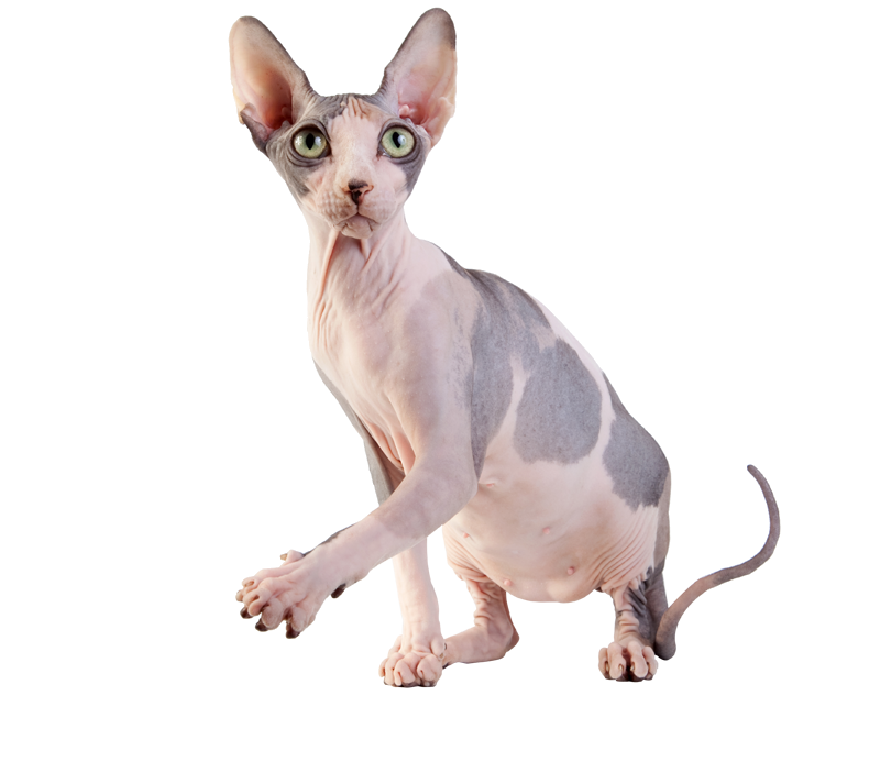 sphynx cat