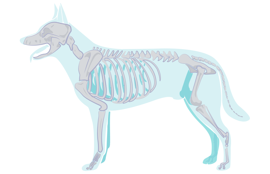 Dog accupuncture illustration