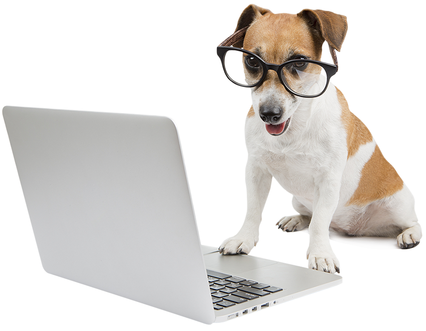 dog with laptop and glasses