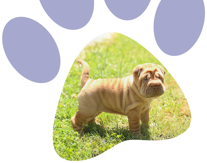 sharpei puppy