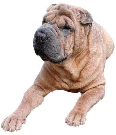 grown sharpei laying down